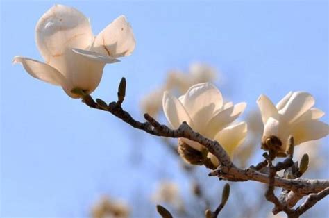 白玉蘭花種植禁忌|玉蘭花種植方法以及注意事項